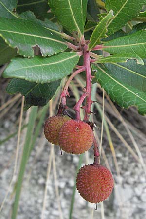 Arbutus unedo \ Westlicher Erdbeerbaum / Strawberry Tree, I Ancona 29.5.2007