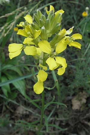 Erysimum pseudorhaeticum \ Schterich / Treacle Mustard, I Foligno 31.5.2007