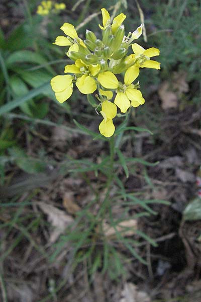 Erysimum pseudorhaeticum \ Schterich / Treacle Mustard, I Foligno 31.5.2007