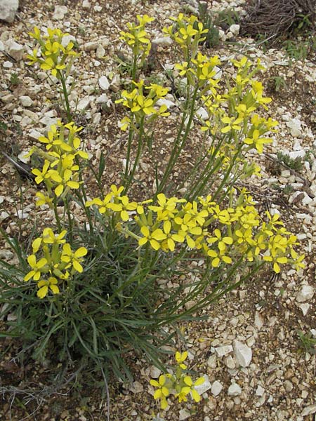 Erysimum apenninum \ Apennin-Schterich / Apennine Treacle Mustard, I Campo Imperatore 5.6.2007