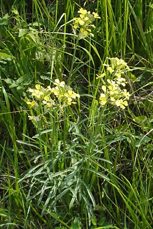 Erysimum sylvestre \ Lack-Schterich, Felsen-Schterich / Wood Treacle Mustard, I Sant' Anna d'Alfaedo 26.6.2010