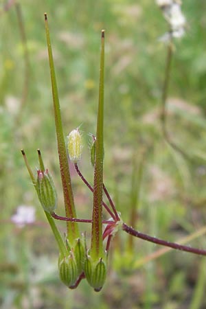 Erodium cicutarium \ Gewhnlicher Reiherschnabel / Common Crane's-Bill, Philary, I Liguria, Piana Crixia 21.5.2013