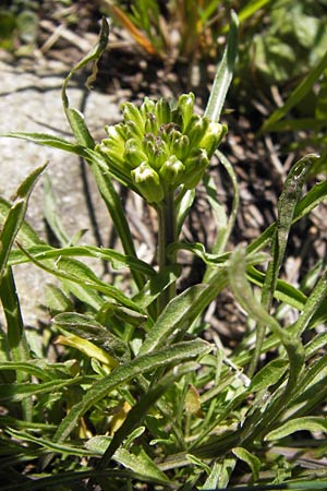 Erysimum ruscinonense \ Provence-Schterich / Provence Treacle Mustard, I Liguria, Molini di Triora 26.5.2013