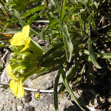 Erysimum ruscinonense \ Provence-Schterich / Provence Treacle Mustard, I Liguria, Molini di Triora 26.5.2013