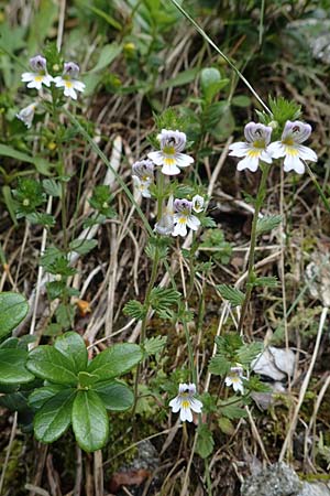 Euphrasia rostkoviana \ Gewhnlicher Augentrost / Common Eyebright, I Südtirol,  Gsieser Tal 7.7.2022