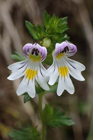 Euphrasia rostkoviana \ Gewhnlicher Augentrost / Common Eyebright, I Südtirol,  Gsieser Tal 7.7.2022