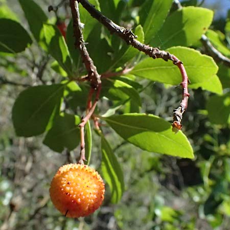 Arbutus unedo \ Westlicher Erdbeerbaum / Strawberry Tree, I Liguria, Moneglia 26.9.2023