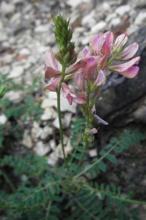 Onobrychis arenaria \ Sand-Esparsette / Hungarian Sainfoin, I Gole del Salinello bei/near Ripe 6.6.2007