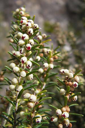 Erica scoparia \ Spanische Besen-Heide / Besom Heath, Green Heath, I Finale Ligure 31.5.2013