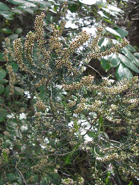 Erica scoparia \ Spanische Besen-Heide / Besom Heath, Green Heath, I Finale Ligure 31.5.2013