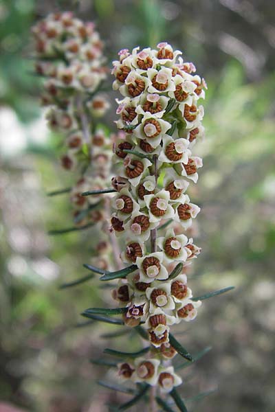 Erica scoparia / Besom Heath, Green Heath, I Finale Ligure 31.5.2013