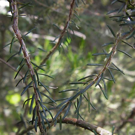 Erica scoparia / Besom Heath, Green Heath, I Finale Ligure 31.5.2013