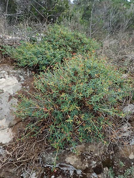 Euphorbia spinosa \ Dornige Wolfsmilch / Spiny Spurge, I Liguria, Bonassola 4.10.2023