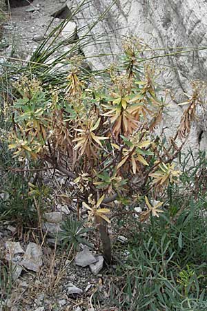 Euphorbia dendroides \ Baumartige Wolfsmilch, I Ancona 29.5.2007