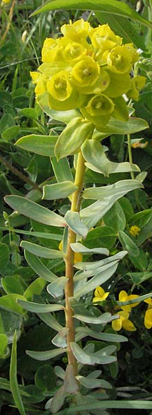 Euphorbia segetalis ? / Grainfield Spurge, I Campo Imperatore 5.6.2007