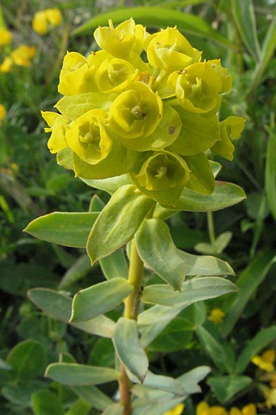 Euphorbia segetalis ? / Grainfield Spurge, I Campo Imperatore 5.6.2007