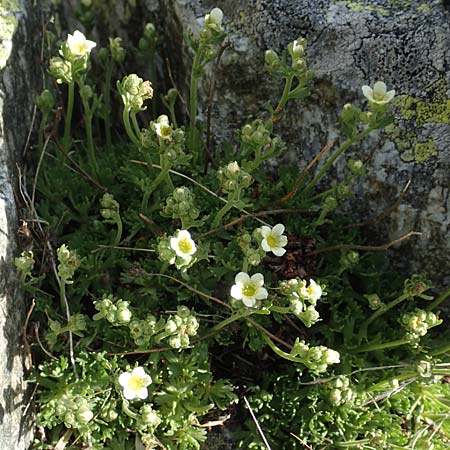 Saxifraga exarata subsp. exarata \ Furchen-Steinbrech / White Musky Saxifrage, I Passo San Marco 10.6.2017