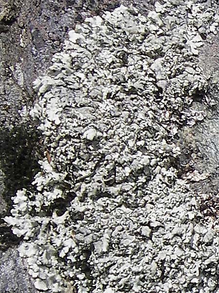 Parmelia spec2 ? \ Schlsselflechte / Shield Lichen, I Liguria, Monte Beigua 24.5.2013