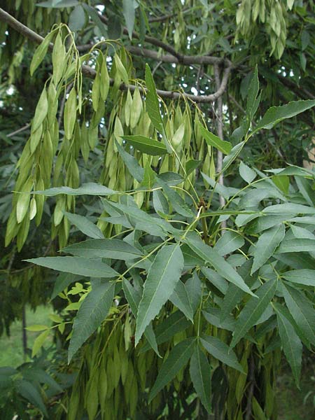 Fraxinus angustifolia \ Sdliche Esche / Narrow-Leaved Ash, I Tolentino 31.5.2007