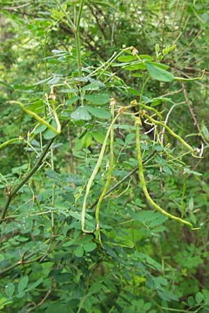 Hippocrepis emerus / Scorpion Senna, I Liguria, Dolcedo 30.5.2013