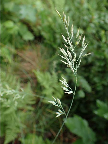 Festuca cinerea \ Grauer Schwingel / Blue Fescue, I Alpi Bergamasche, Seriana-Valpiana 6.6.2017