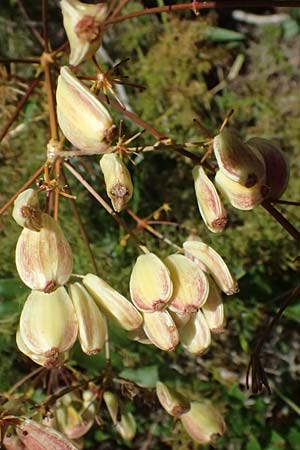 Ferulago campestris \ Knotenbltige Birkwurz, I Liguria, Moneglia 26.9.2023