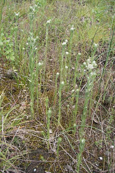 Filago germanica \ Deutsches Filzkraut / Common Cudweed, I Liguria, Piana Crixia 21.5.2013