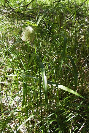 Fritillaria involucrata \ Hllblatt-Schachblume, Gegenblttrige Schachblume / Piemont Fritillary, I Liguria, Molini di Triora 26.5.2013