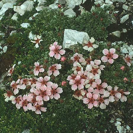 Potentilla nitida \ Dolomiten-Fingerkraut / Pink Cinquefoil, I Pordoi-Joch 9.8.1988