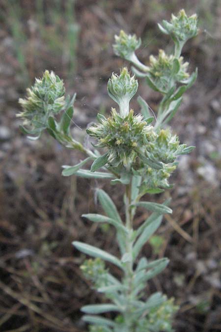 Filago lutescens / Red-Tipped Cudweed, I Orvieto 2.6.2007