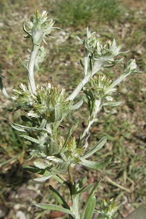 Filago lutescens \ Graugelbes Filzkraut / Red-Tipped Cudweed, I Monti Sibillini, Castelluccio 8.6.2007