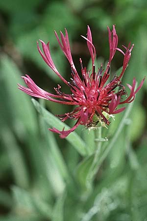 Centaurea scabiosa \ Skabiosen-Flockenblume, I Latium, Maranola 3.6.2002
