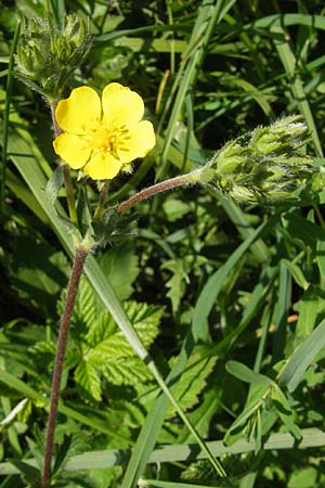 Potentilla inclinata \ Graues Fingerkraut / Grey Cinquefoil, I Genua 22.5.2010