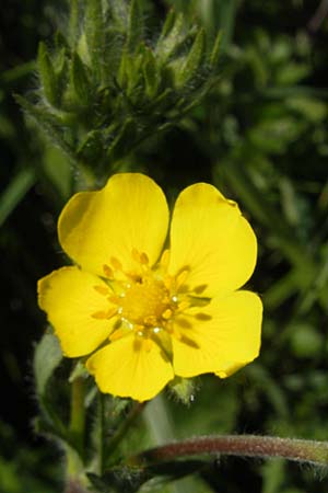 Potentilla inclinata \ Graues Fingerkraut / Grey Cinquefoil, I Genua 22.5.2010