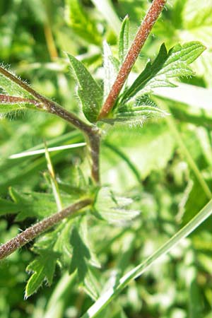 Potentilla inclinata \ Graues Fingerkraut, I Genua 22.5.2010