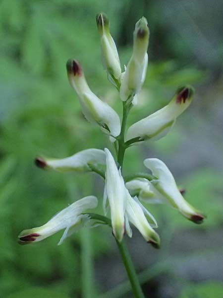 Fumaria capreolata \ Rankender Erdrauch / White Ramping Fumitory, I Liguria, Borzonasca 29.9.2023