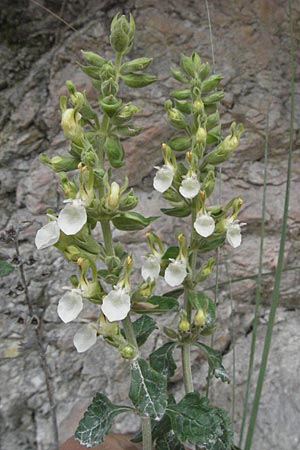 Teucrium flavum subsp. glaucum \ Blaugrner Gelber Gamander / Glaucous Yellow Germander, I Ancona 29.5.2007