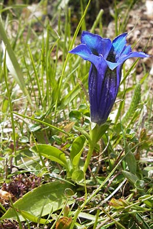 Gentiana acaulis / Stemless Gentian, I Liguria, Molini di Triora 26.5.2013