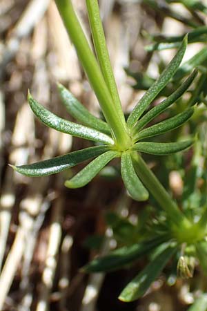 Galium montis-arerae \ Arera-Labkraut, I Alpi Bergamasche, Pizzo Arera 7.6.2017