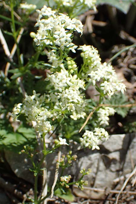 Galium montis-arerae \ Arera-Labkraut / Pizzo Arera Bedstraw, I Alpi Bergamasche, Pizzo Arera 7.6.2017