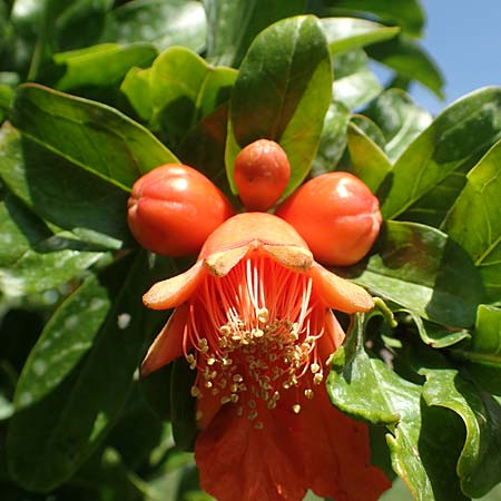 Punica granatum \ Granatapfel / Pomegranate, I Iseo 8.6.2017