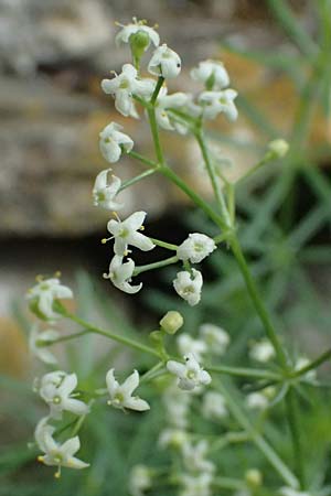 Galium corrudifolium \ Mittelmeer-Labkraut, I Liguria, Moneglia 30.9.2023