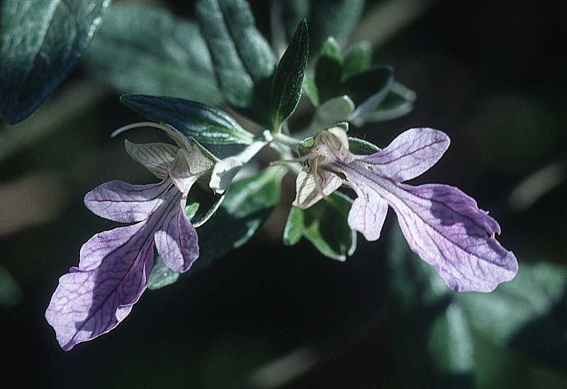 Teucrium fruticans \ Strauchiger Gamander / Schrubby Germander, I Insel/island Elba, Monte Perone 16.6.1996