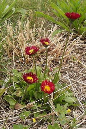 Bellis perennis / Common Daisy, I Liguria, Loano 28.5.2013