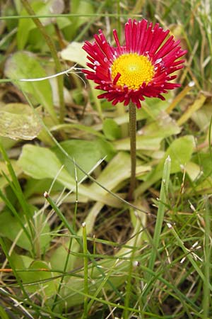 Bellis perennis / Common Daisy, I Liguria, Loano 28.5.2013