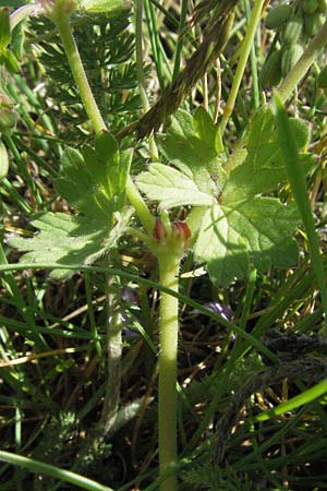 Geranium pyrenaicum \ Pyrenen-Storchschnabel, I Norcia 7.6.2007