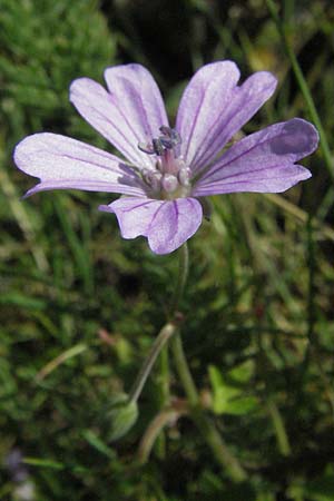 Geranium pyrenaicum \ Pyrenen-Storchschnabel / Hedge-Row Crane's-Bill, I Norcia 7.6.2007