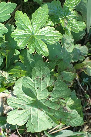 Geranium nodosum \ Knotiger Storchschnabel, I Liguria, Passo di Cento Croci 27.9.2023