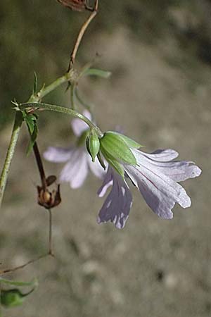 Geranium nodosum \ Knotiger Storchschnabel / Knotted Crane's-Bill, I Liguria, Passo di Cento Croci 27.9.2023