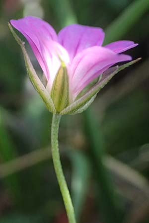 Geranium pusillum \ Kleiner Storchschnabel, I Liguria, Passo delle Cappelletta 1.10.2023